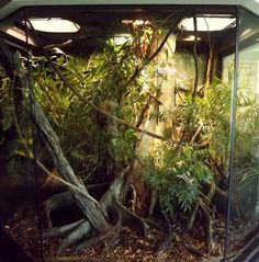 an aquarium filled with lots of plants and trees