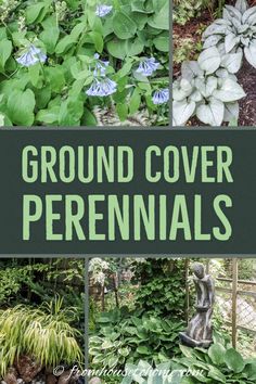 there are many different types of plants in the garden with text overlay that reads ground cover perennials