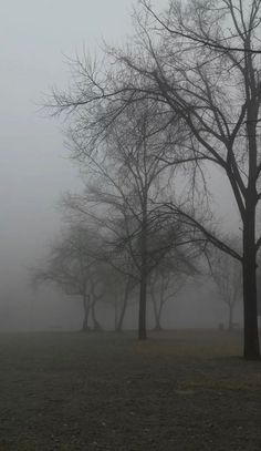 trees in the fog with no leaves on them