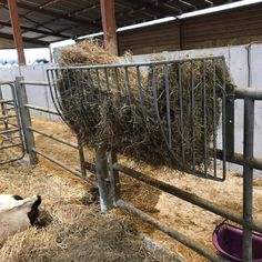 two cows eating hay in an enclosed area