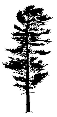 a black and white silhouette of a tree