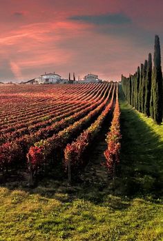 an image of a beautiful sunset in the country side with rows of trees and houses