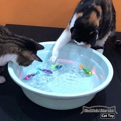 two cats drinking water out of a bowl