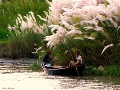 two men in a small boat on the water near tall grass and bushes with white flowers