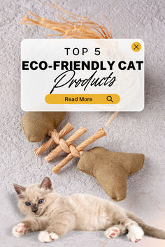 the top 5 eco - friendly cat products that are great for cats and kittens