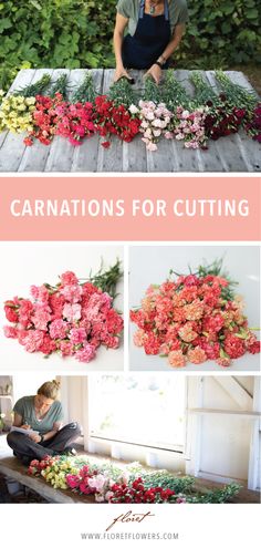 a woman sitting on top of a wooden table surrounded by pink and red flowers with text overlay that reads, carnations for cutting