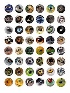 an assortment of different types of eyeballs on a white background framed print by panoramic images