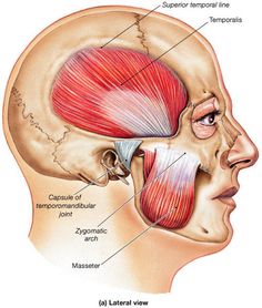 the muscles are shown in this diagram, and there is also an image of their location