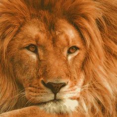 a close up photo of a lion's face