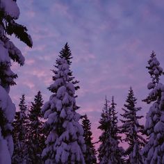 snow covered trees against a purple and blue sky