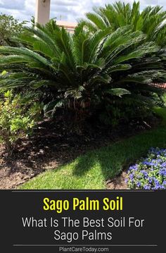 a large palm tree sitting in the middle of a garden with blue flowers and green grass