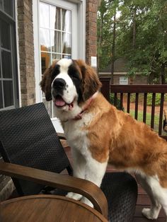 a large brown and white dog standing on top of a wooden deck next to a chair