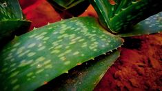 an aloena plant with white spots on it's leaves and brown ground