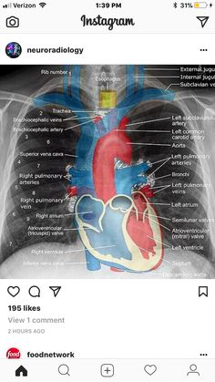 an image of the human heart and its major organ systems, including the coronas