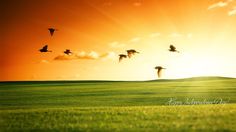 birds flying in the sky over a green field