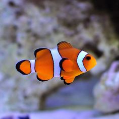 an orange and white clown fish swimming in the water