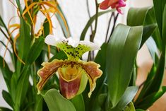 a close up of a plant with flowers in the background