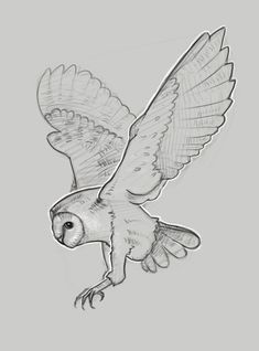 an owl flying through the air with its wings spread