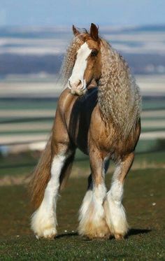 a brown and white horse standing on top of a lush green field