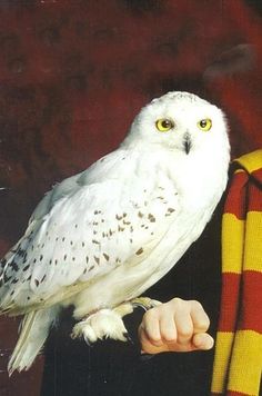 an owl is perched on the arm of a person's hand while wearing a scarf