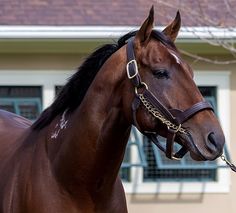 a brown horse standing in front of a house with a bridle on it's head