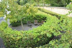 two wooden benches sitting in the middle of a hedge lined area with trees and bushes