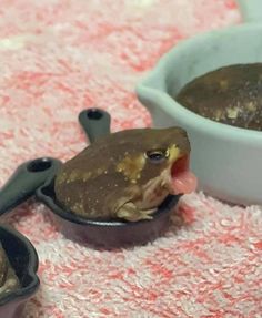 a frog sitting in a bowl with its mouth open next to it's food