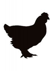 a chicken silhouetted against a white background