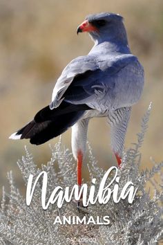 a bird sitting on top of a plant with the words nambija animals above it