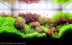 an aquarium filled with lots of green plants and red algae growing on the side of it