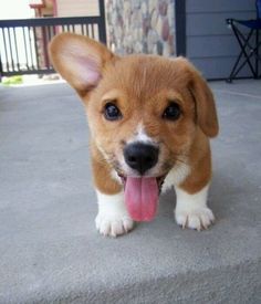 a small brown and white dog standing on top of a cement floor with its tongue hanging out