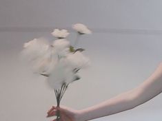 a hand holding a bunch of white flowers