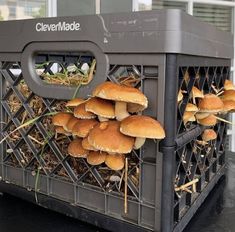 a crate filled with lots of mushrooms sitting on top of a black table next to a window