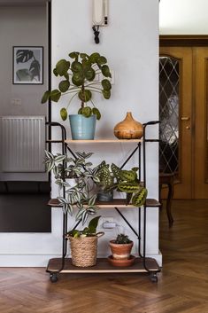 a shelf filled with potted plants on top of a hard wood floor next to a white wall