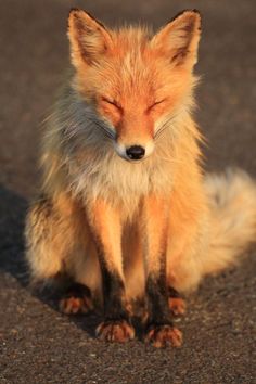 a red fox sitting on the ground with its eyes closed