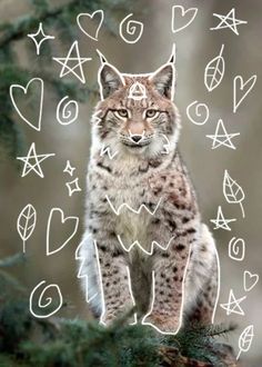 an image of a lynx sitting on top of a tree branch with hearts and arrows around it