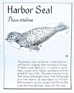 an animal is shown in this handout from the book, harbor seal proca vitullina