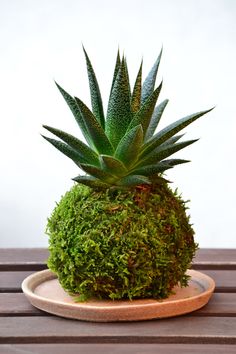 a small green plant sitting on top of a wooden table