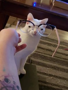 a white cat wearing glasses while sitting on top of a person's hand next to a table