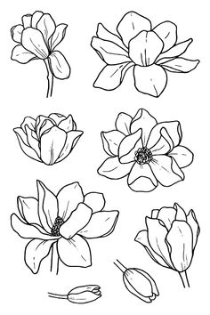 four different types of flowers drawn in black and white on a white background, each with one single flower