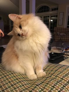 a fluffy white cat sitting on top of a table next to a person's hand