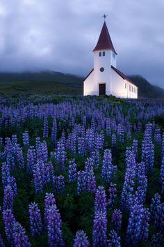 a church on top of a hill surrounded by purple flowers