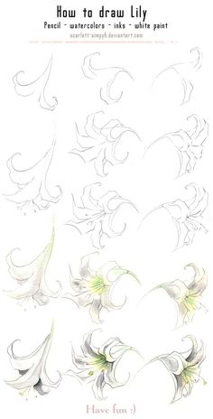 an image of how to draw lily flowers