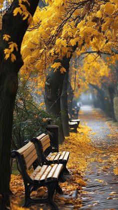 two park benches sitting next to each other on a wet sidewalk with yellow leaves covering the ground