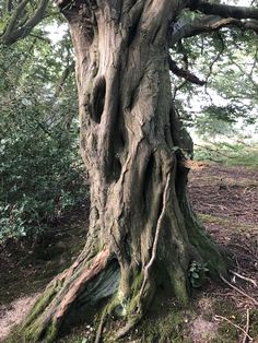 an old tree in the middle of a forest with lots of branches growing out of it