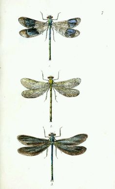 three dragonflies sitting on top of each other