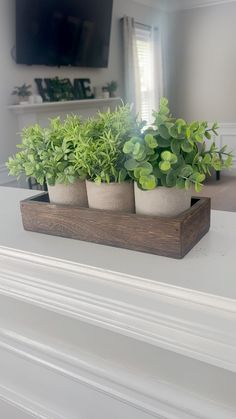 three potted plants are sitting on a shelf in front of a flat screen tv