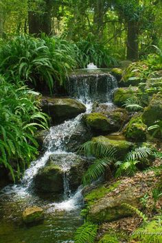 a small waterfall in the middle of a forest filled with lots of green plants and rocks