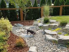 a dog is standing in the middle of a garden with rocks and plants around it