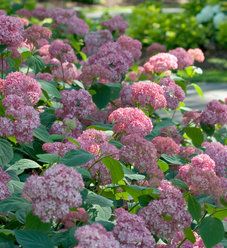 pink flowers are blooming in the garden